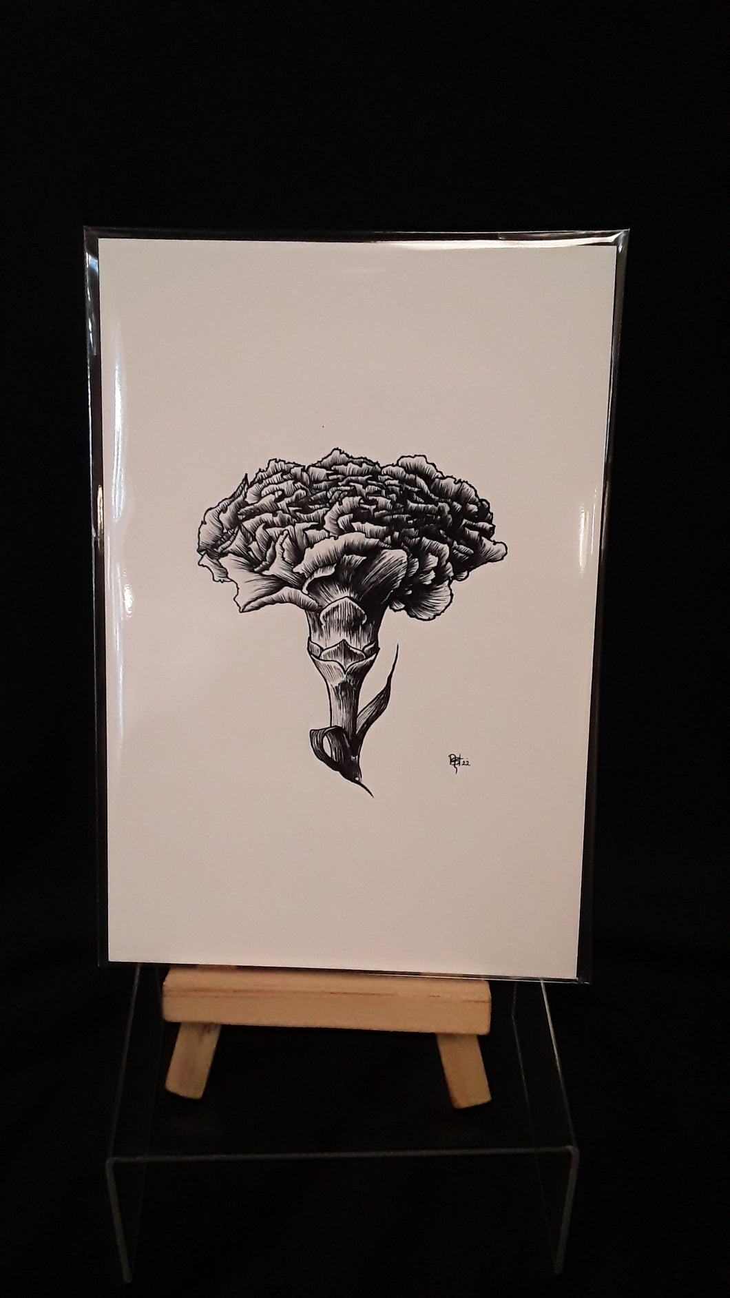 4x6 Print- Carnation